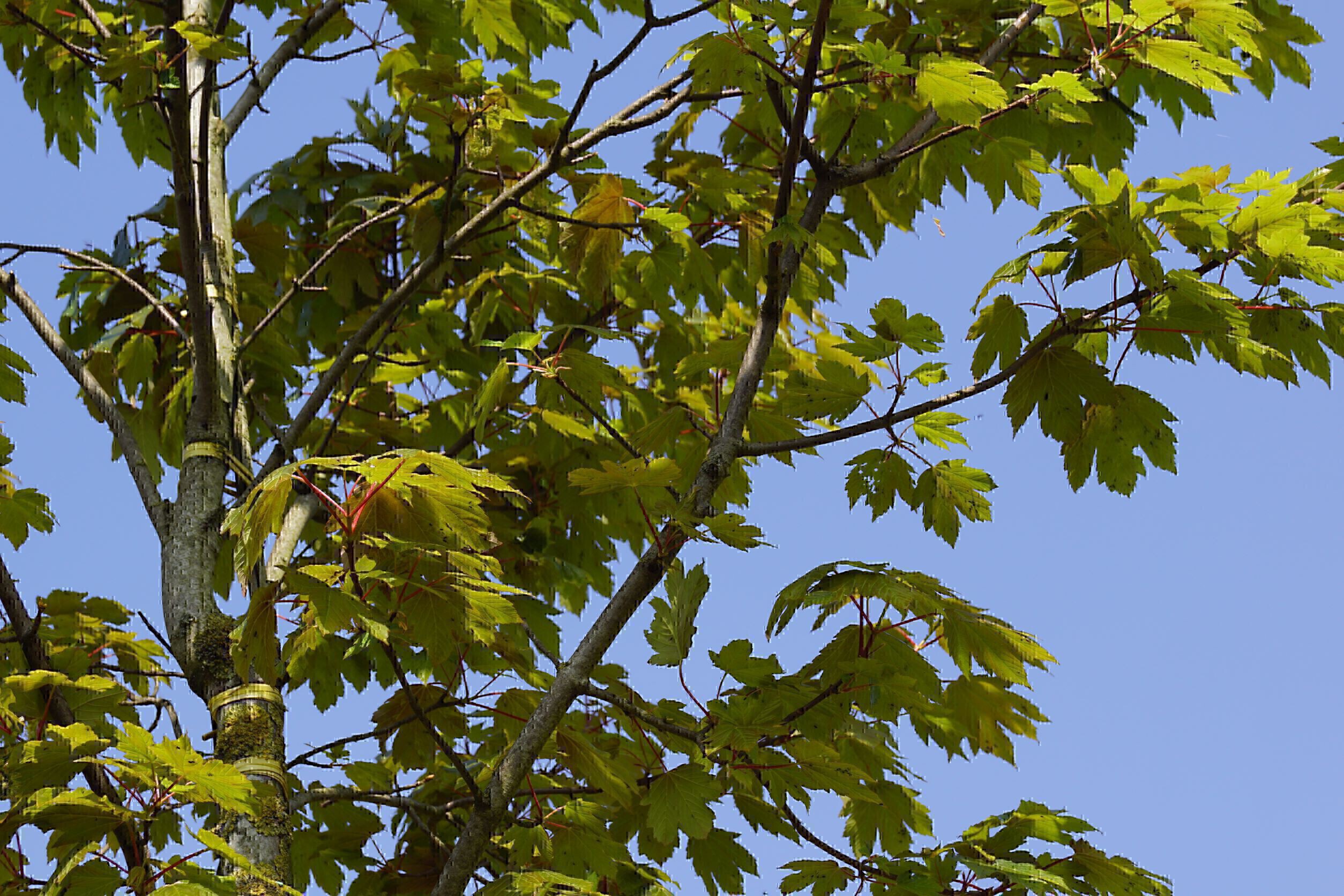 Acer pseudoplatanus 'Purpureum' (2)